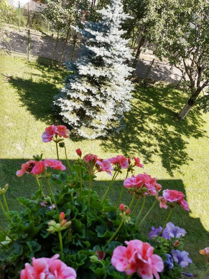 Casa cu Flori Hotel Buşteni Exterior foto