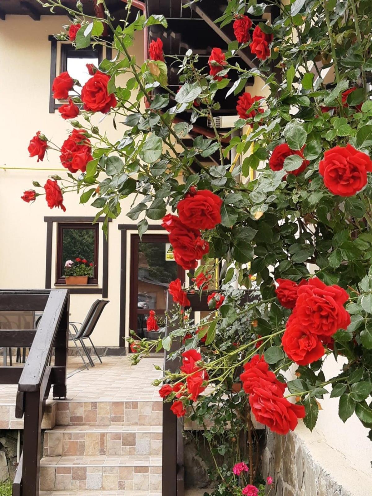 Casa cu Flori Hotel Buşteni Exterior foto